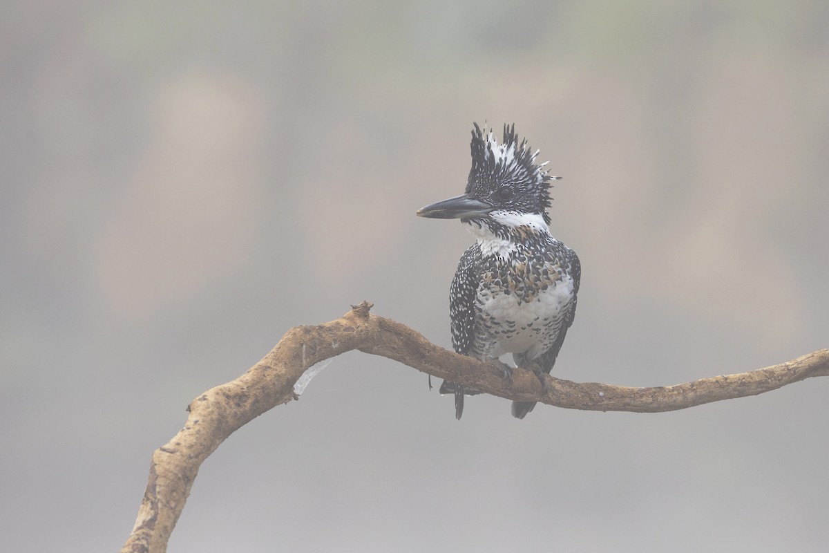 Crested Kingfisher - ML534257041