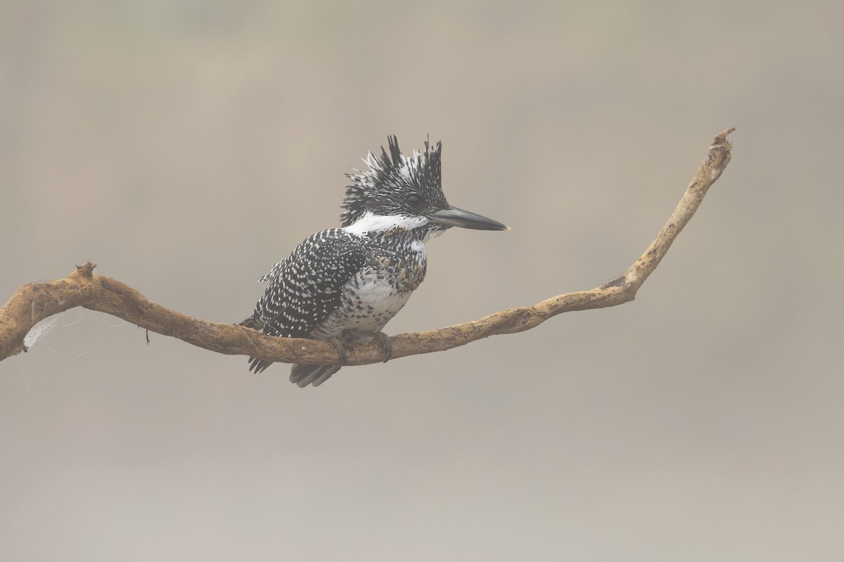 Crested Kingfisher - ML534257051