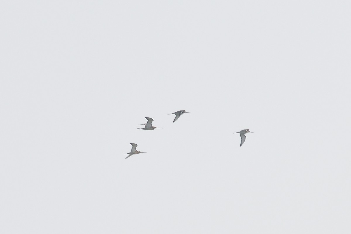 Black-tailed Godwit - ML534257071