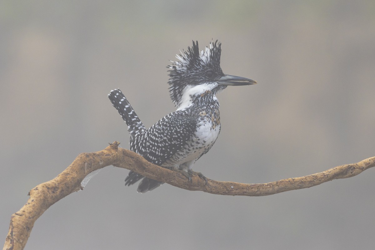 Crested Kingfisher - ML534257121