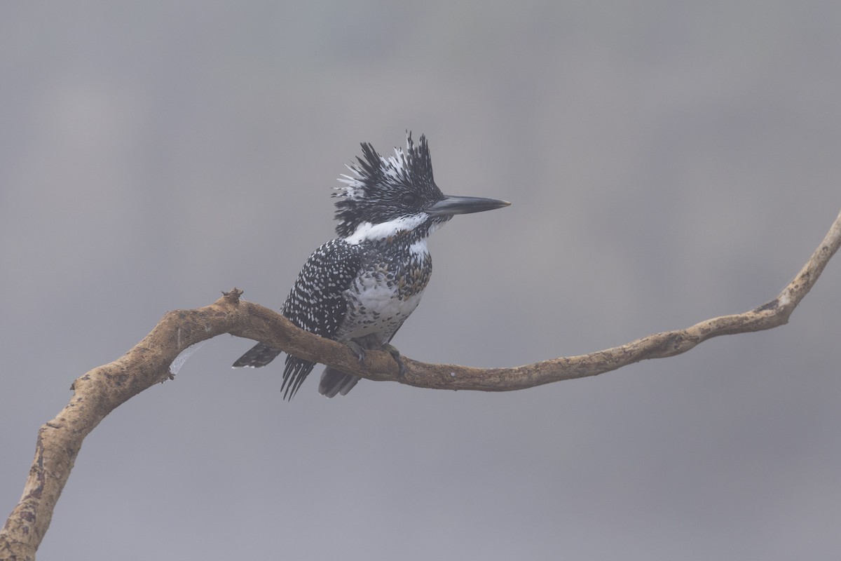 Crested Kingfisher - ML534257161