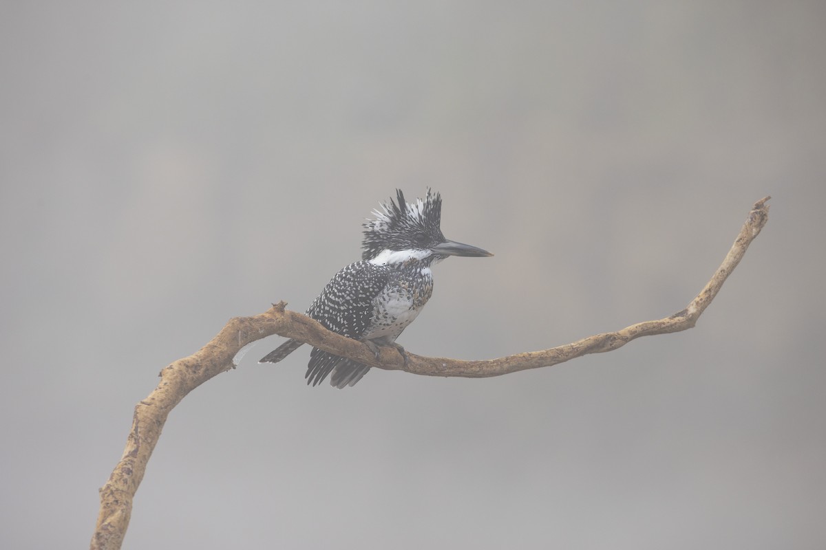 Crested Kingfisher - ML534257231
