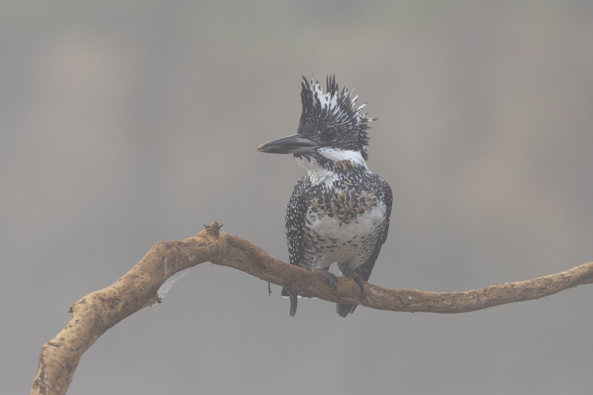 Crested Kingfisher - ML534257281