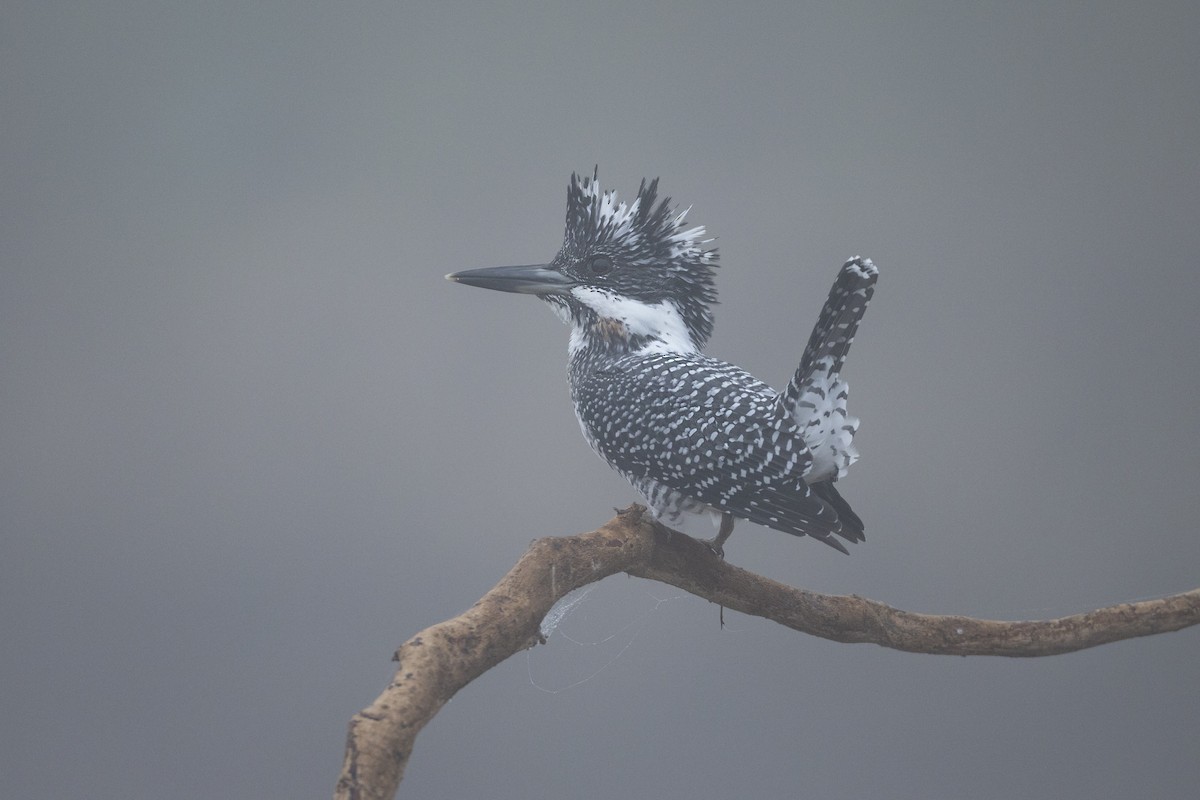 Crested Kingfisher - ML534257321