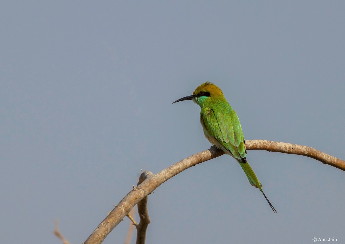 Asian Green Bee-eater - ML534257611