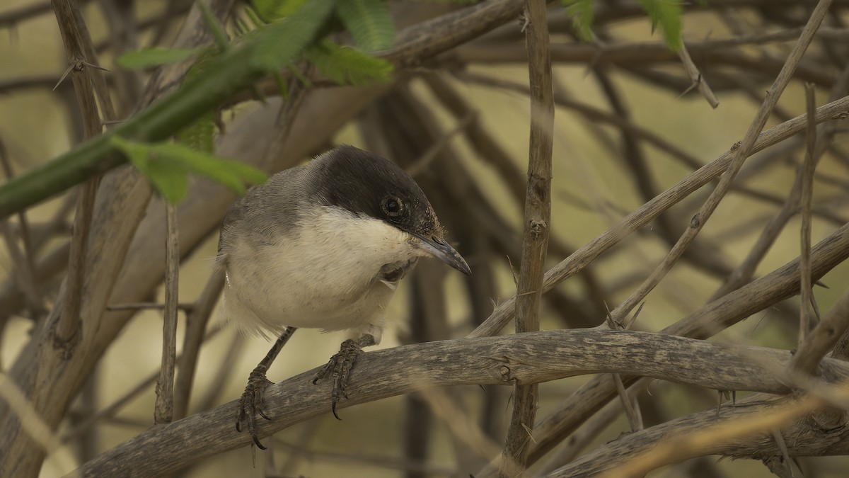 Eastern Orphean Warbler - ML534257721