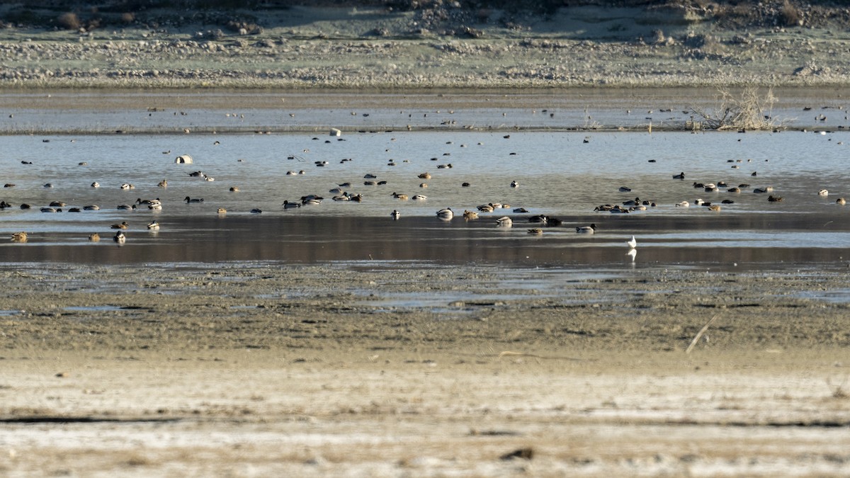 Northern Pintail - ML534257901