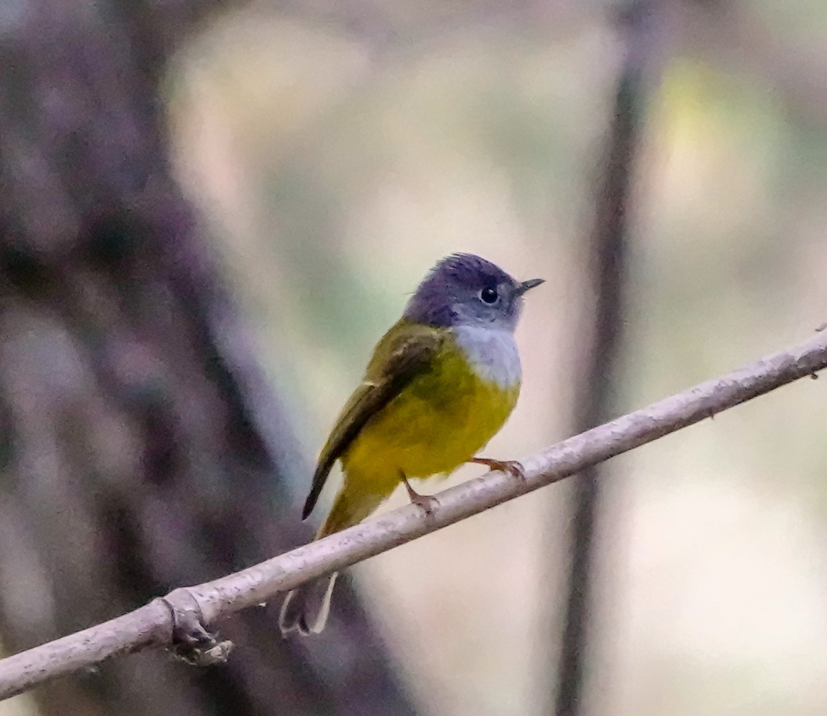 Gray-headed Canary-Flycatcher - ML534259531