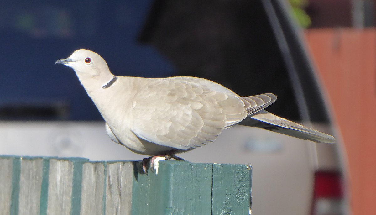 Eurasian Collared-Dove - T A