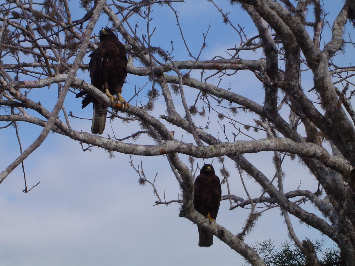 Galapagos Hawk - ML534260431