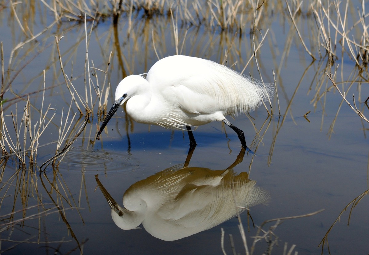 Little Egret - Christian Engel