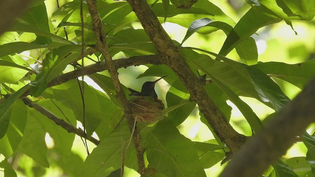 Glittering-throated Emerald - ML534261101