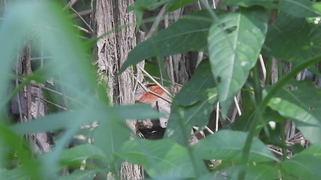 Plain-crowned Spinetail - ML534261201