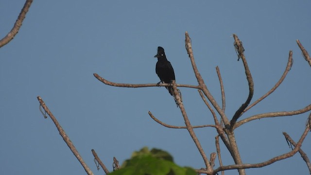 Амазонская зонтичная птица - ML534261251