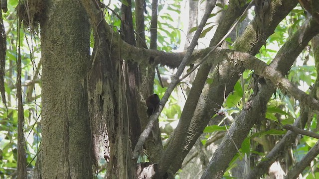 Inirida Antshrike (undescribed form) - ML534261771