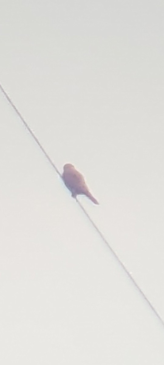 Eurasian Kestrel - ML534262021