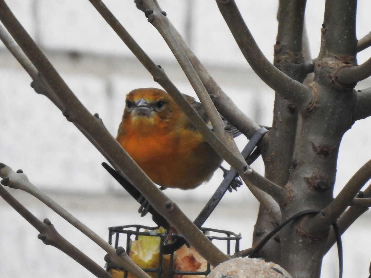 Baltimore Oriole - ML534262121