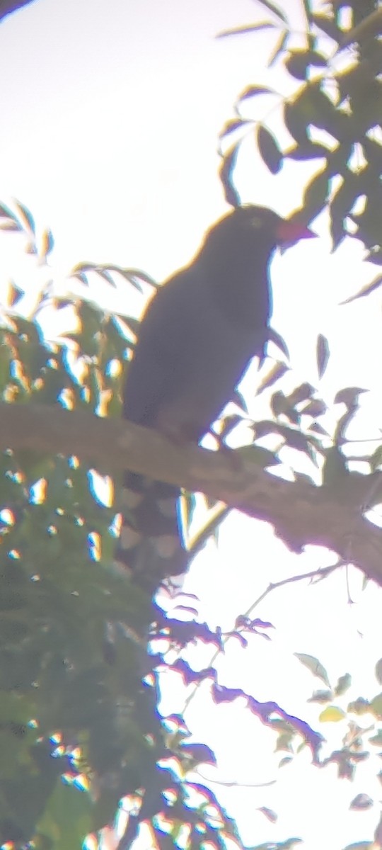 Taiwan Blue-Magpie - ML534262151