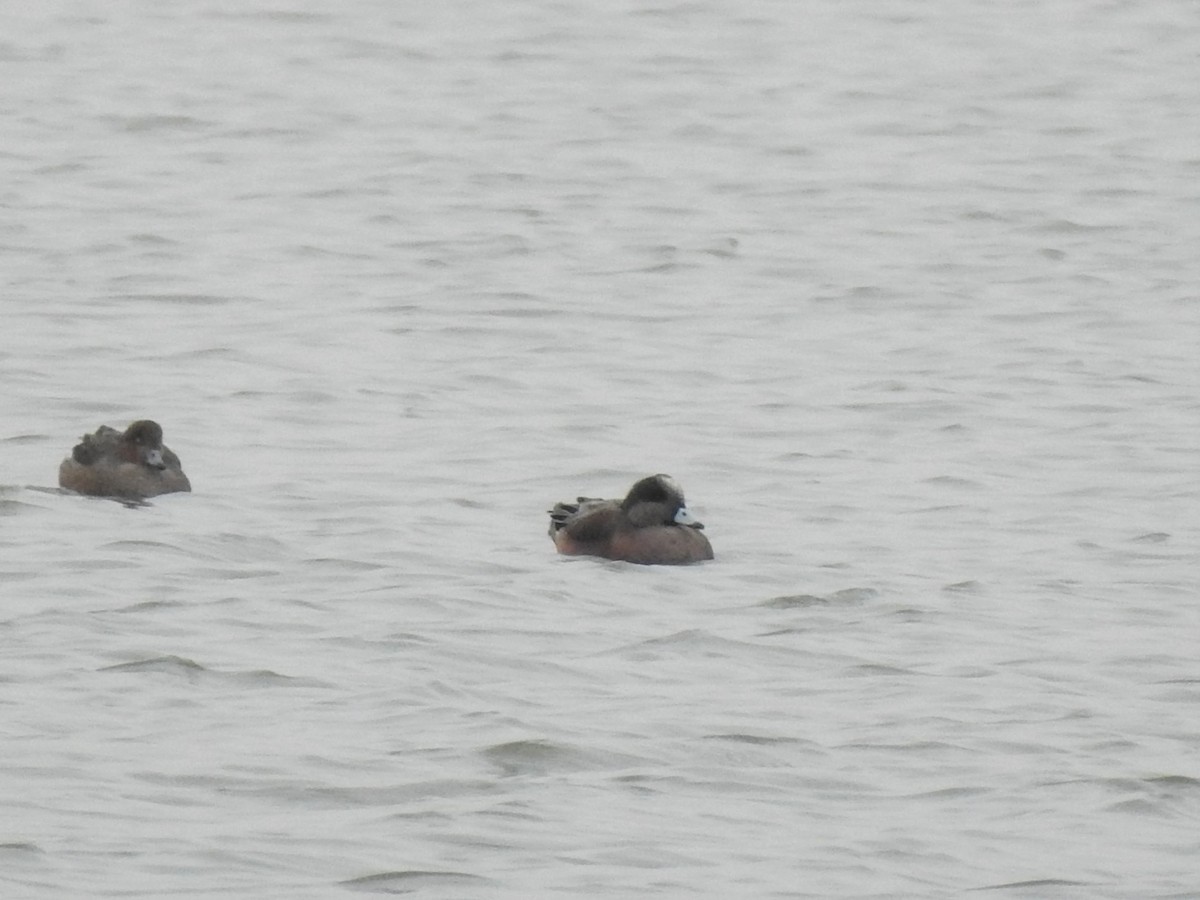 American Wigeon - ML534262211
