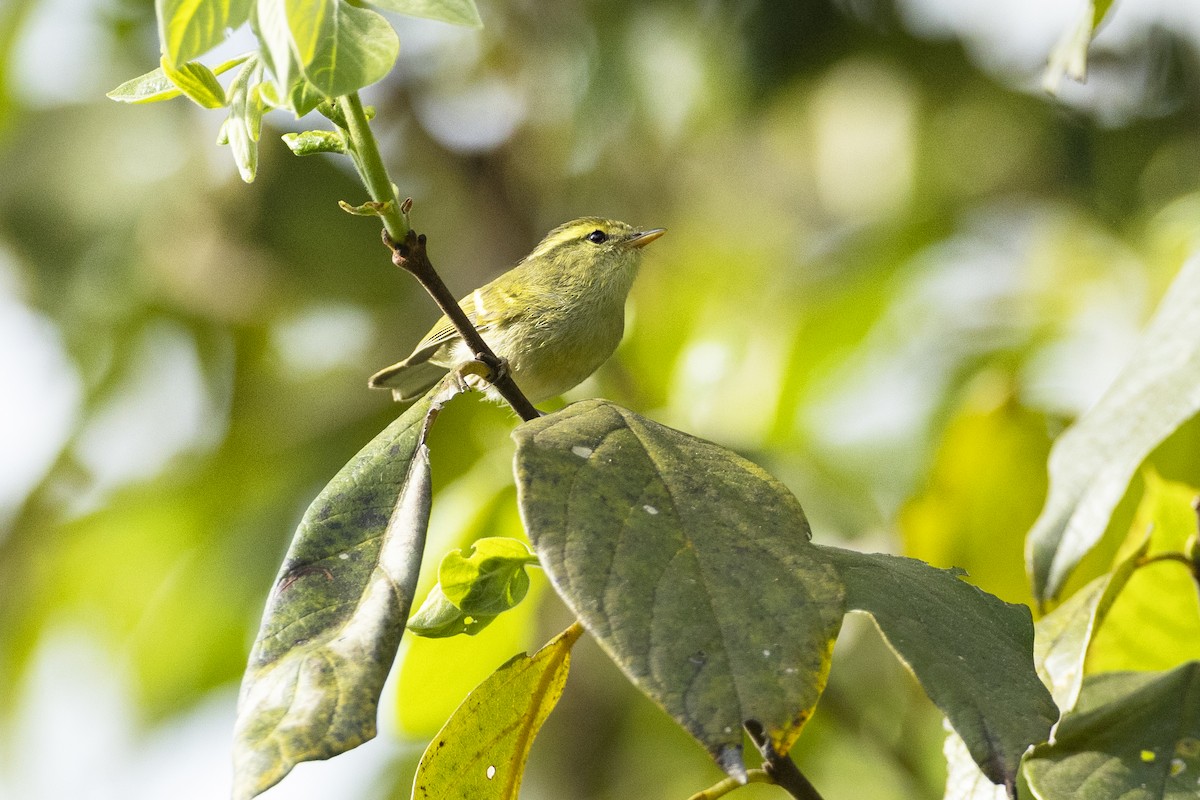 Davison's Leaf Warbler - ML534262291