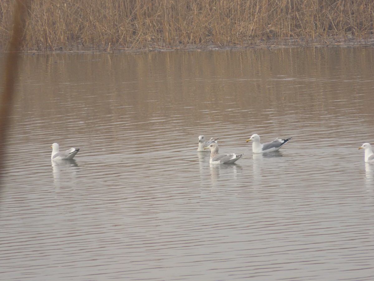 Herring Gull (Vega) - ML534262621