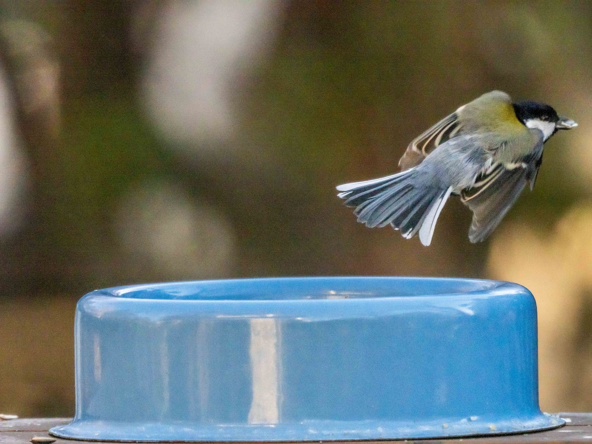 Japanese Tit - ML534262941