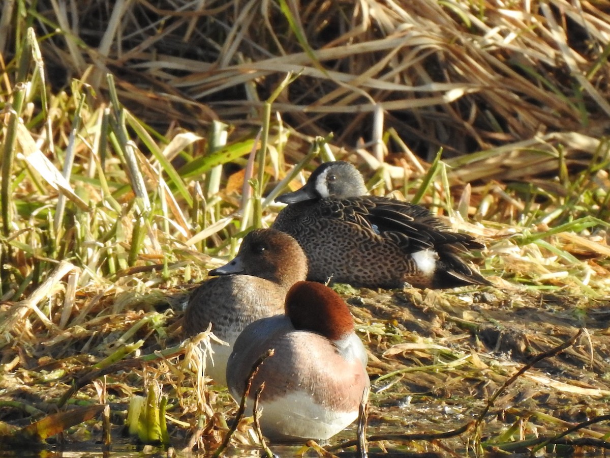 Blue-winged Teal - ML534263271