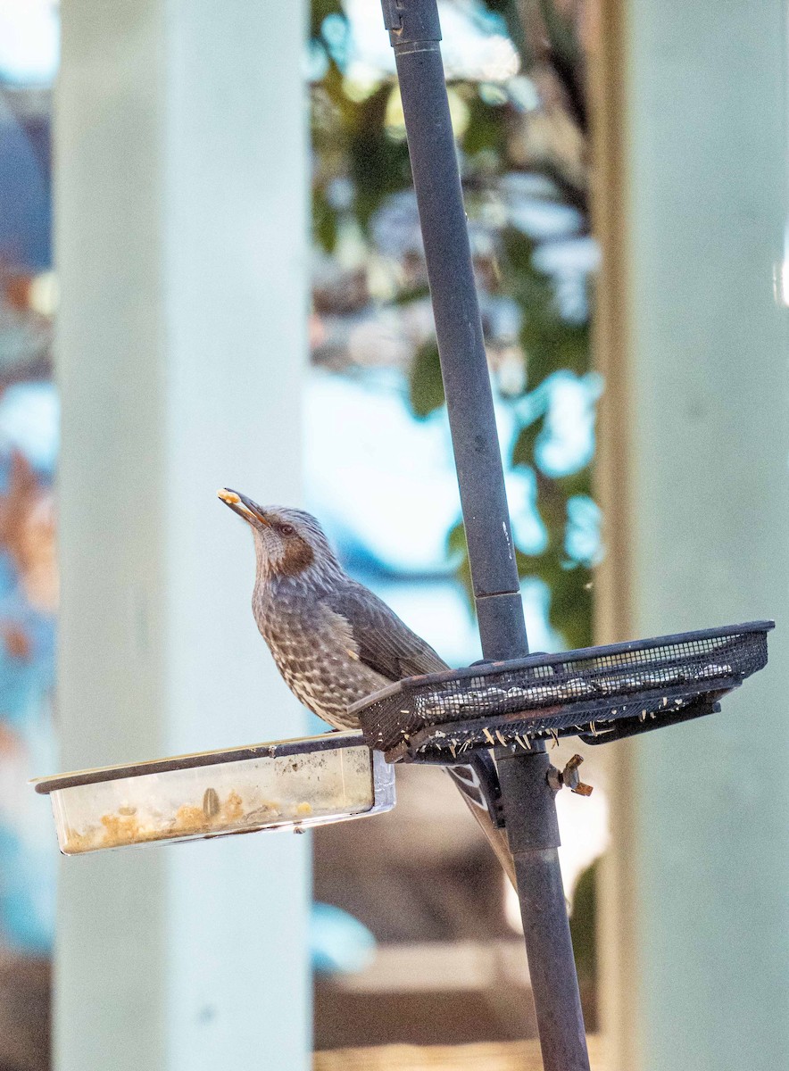 Brown-eared Bulbul - ML534263401