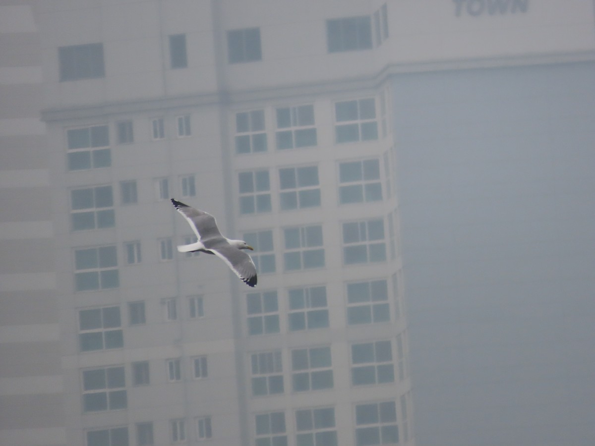 Herring Gull (Mongolian) - Mingyun Seo