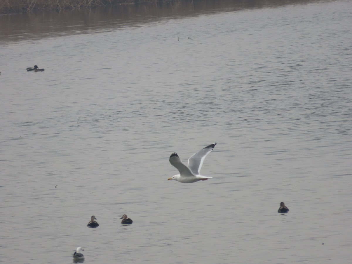 Herring Gull (Mongolian) - Mingyun Seo