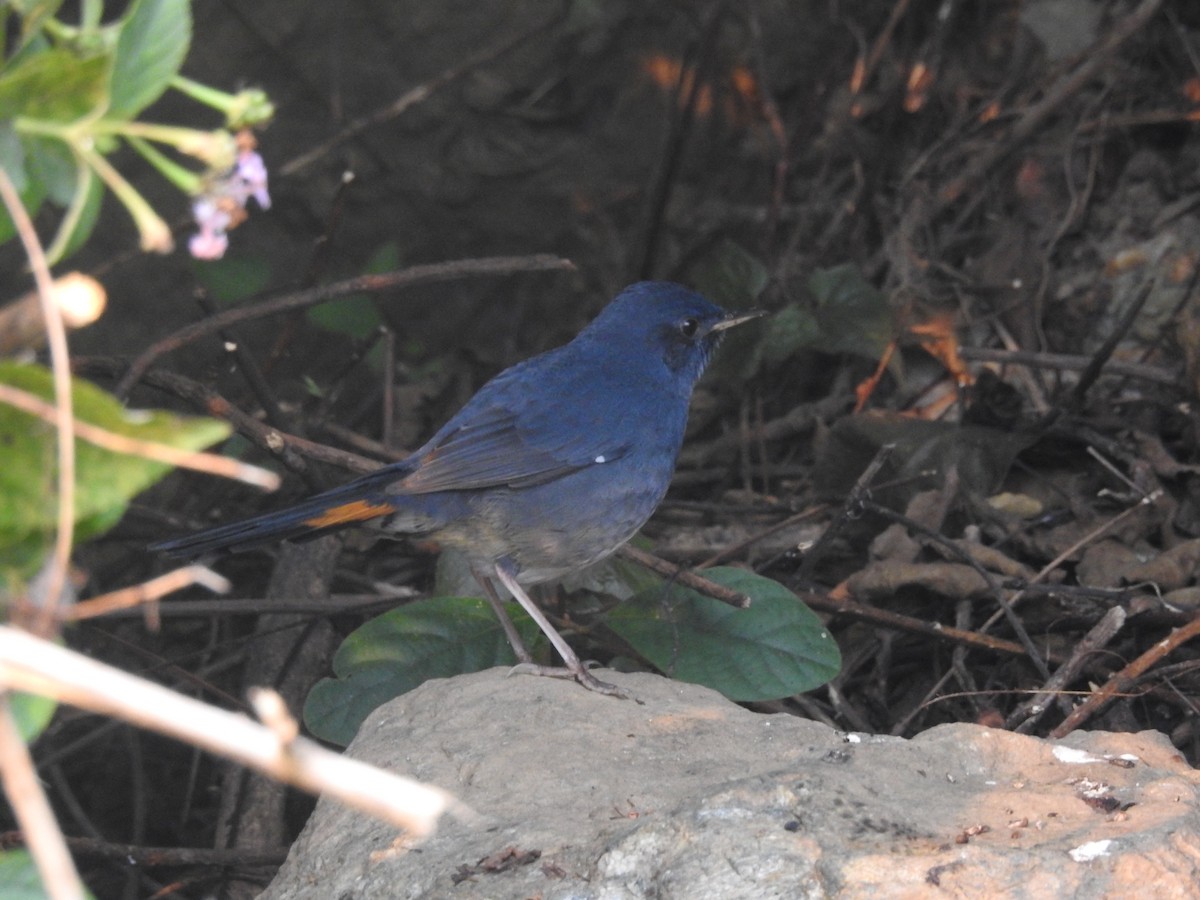 White-bellied Redstart - Smita Goyal