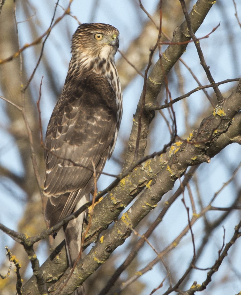 Cooper's Hawk - ML534263751