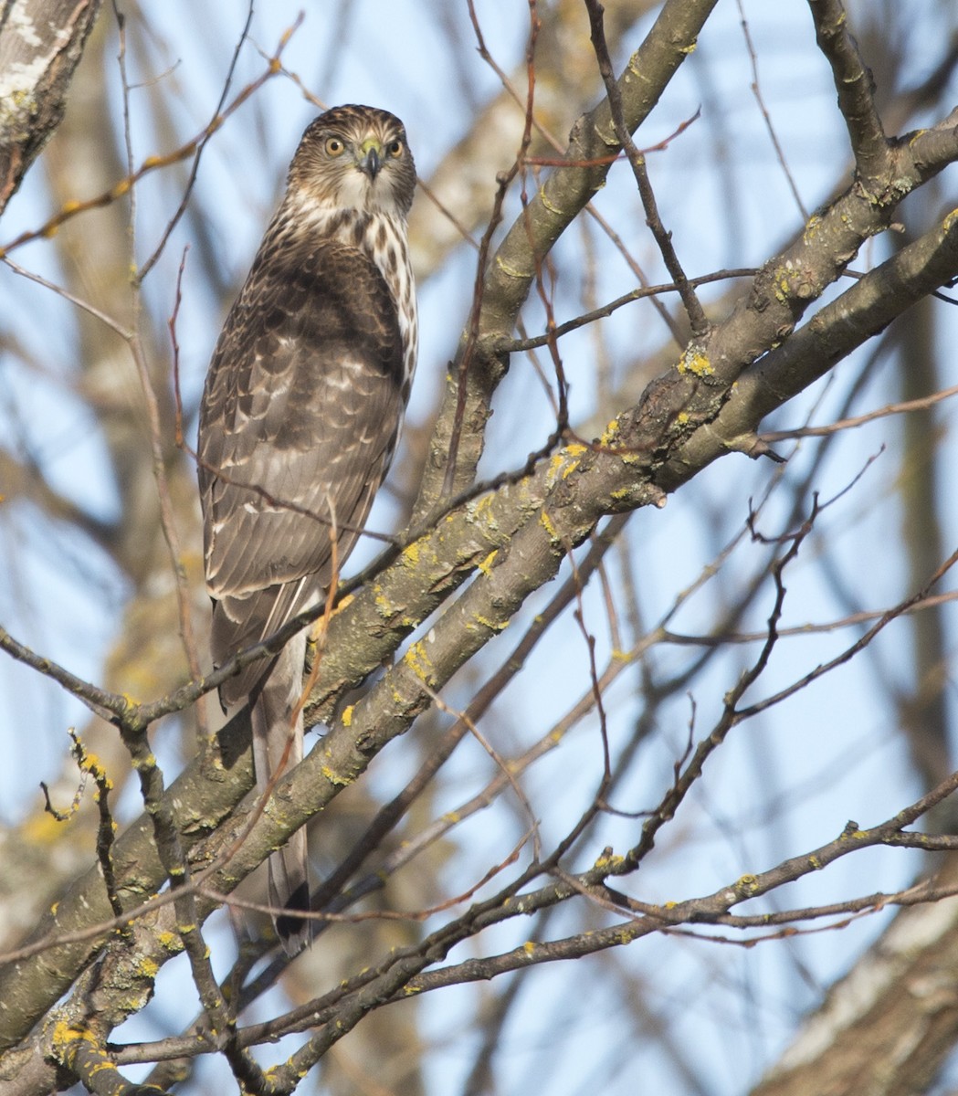 Cooper's Hawk - ML534263761