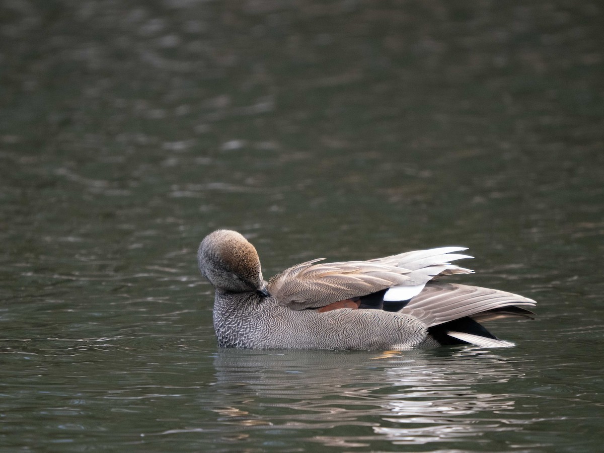 Gadwall - Sarah Van Ingelgom