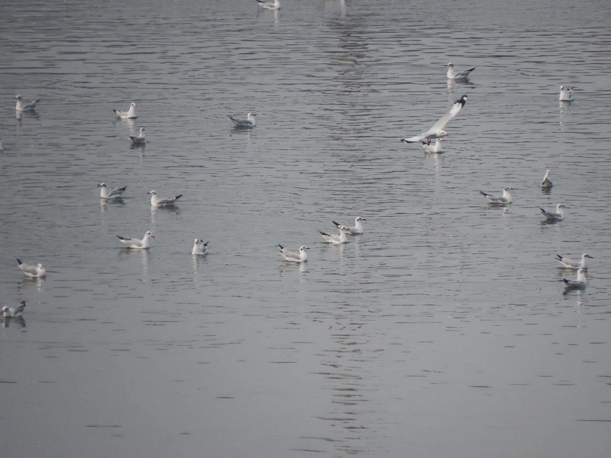 Brown-headed Gull - ML534265461