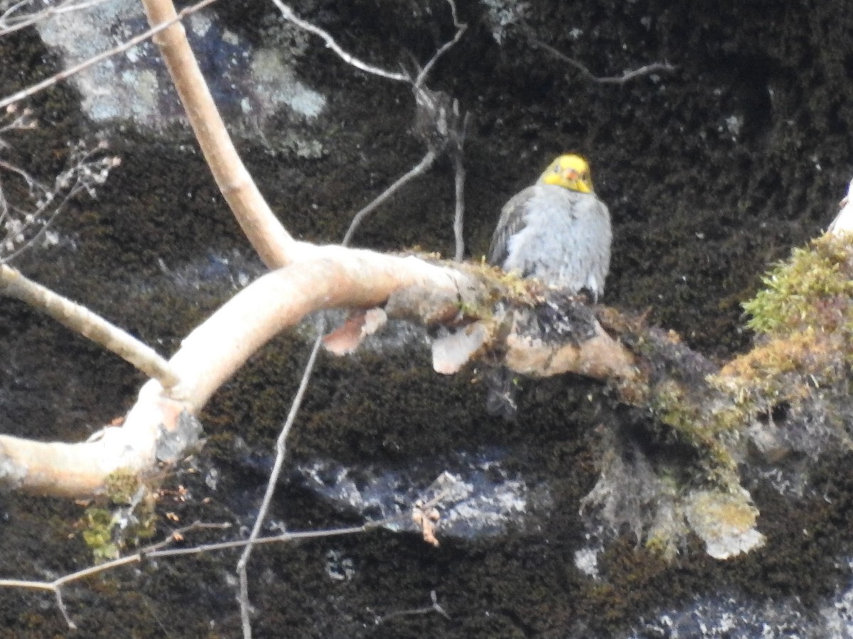 Yellow-rumped Honeyguide - ML534266211