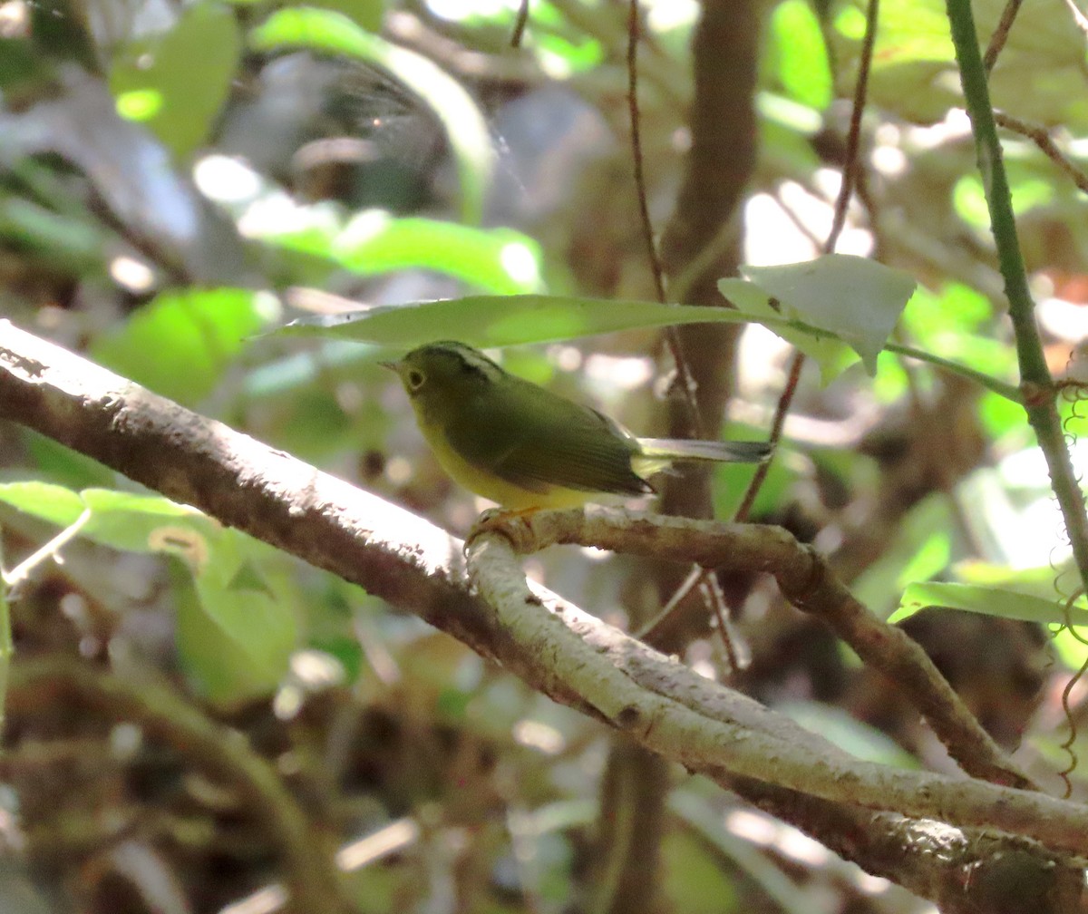 himalayasanger - ML534266921