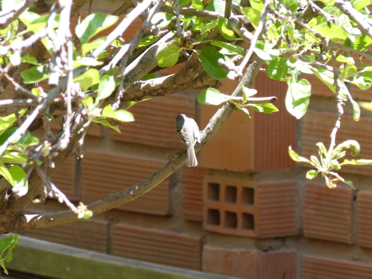 White-crested Tyrannulet (White-bellied) - ML534267381