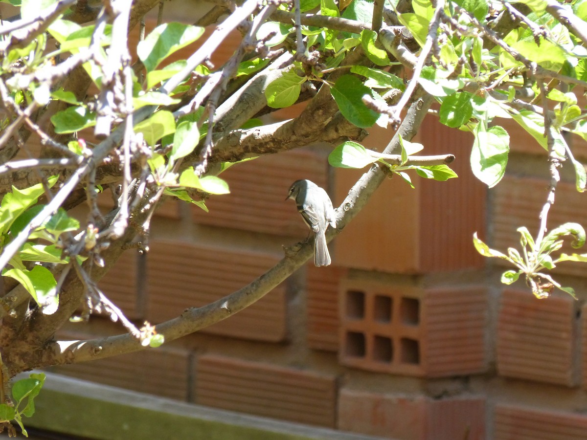 White-crested Tyrannulet (White-bellied) - ML534267391