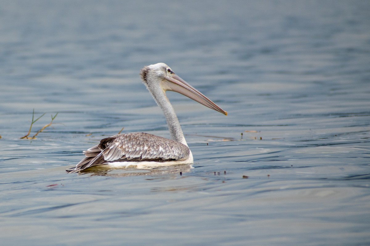 Pink-backed Pelican - Sarah M