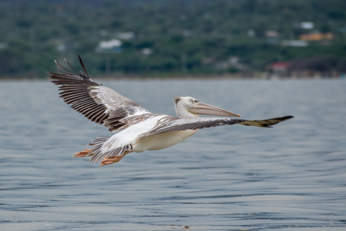 Pink-backed Pelican - ML534268131