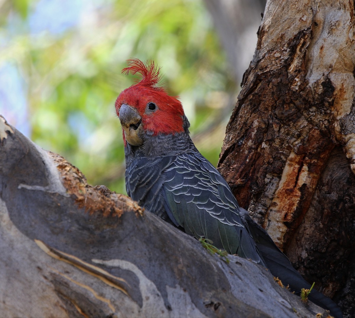 Cacatoès à tête rouge - ML534268201