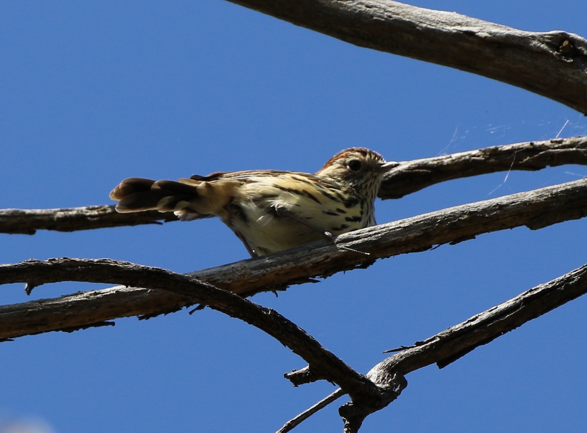 Speckled Warbler - ML534268241