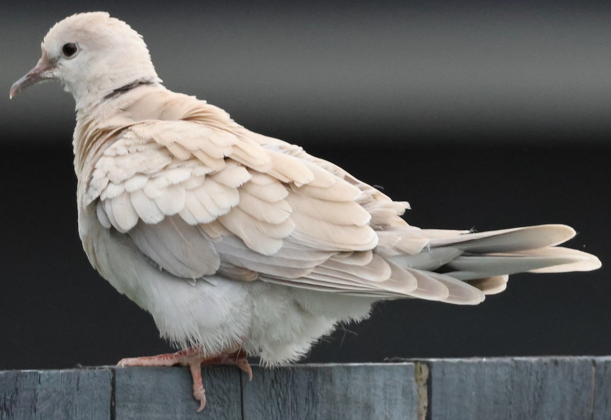 African Collared-Dove - ML534268651