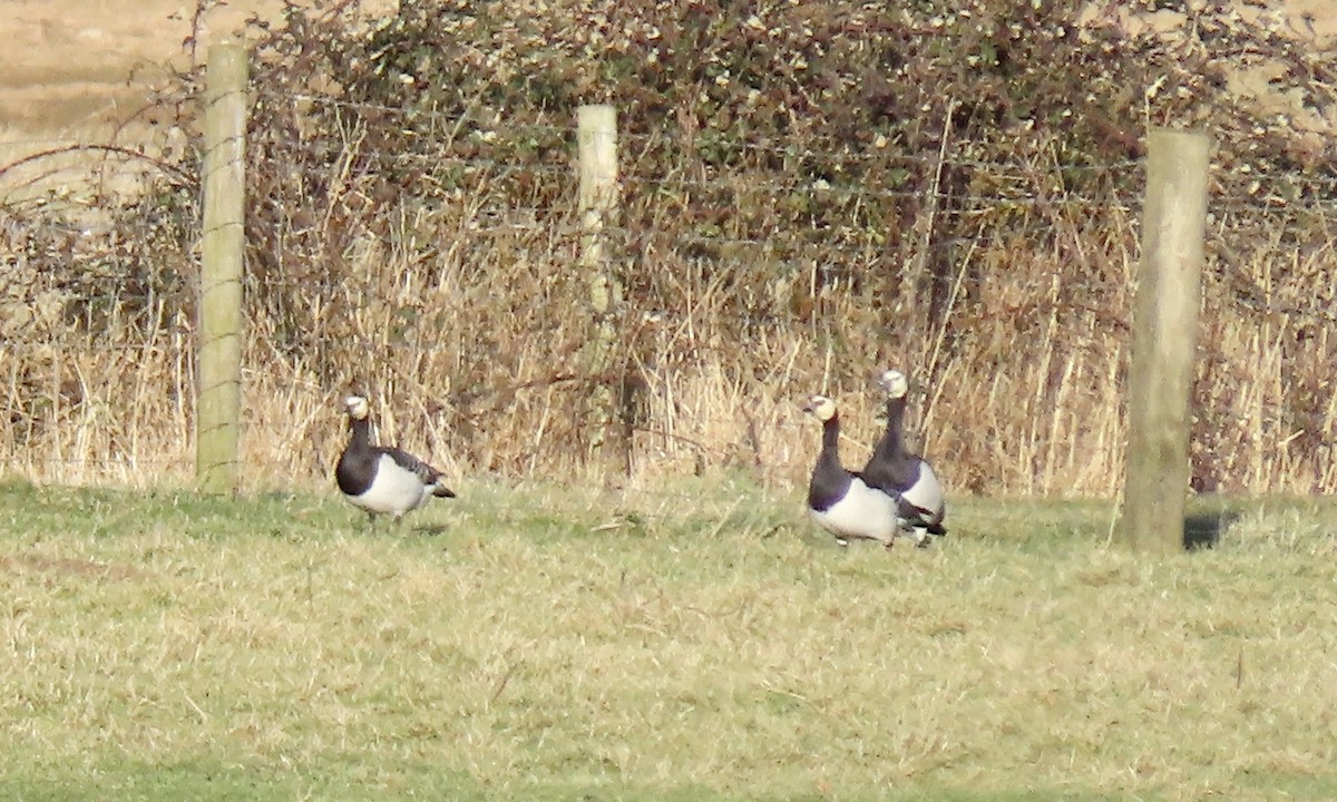 Barnacle Goose - ML534269641