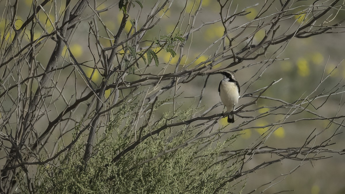 Pied Wheatear (vittata) - ML534270391