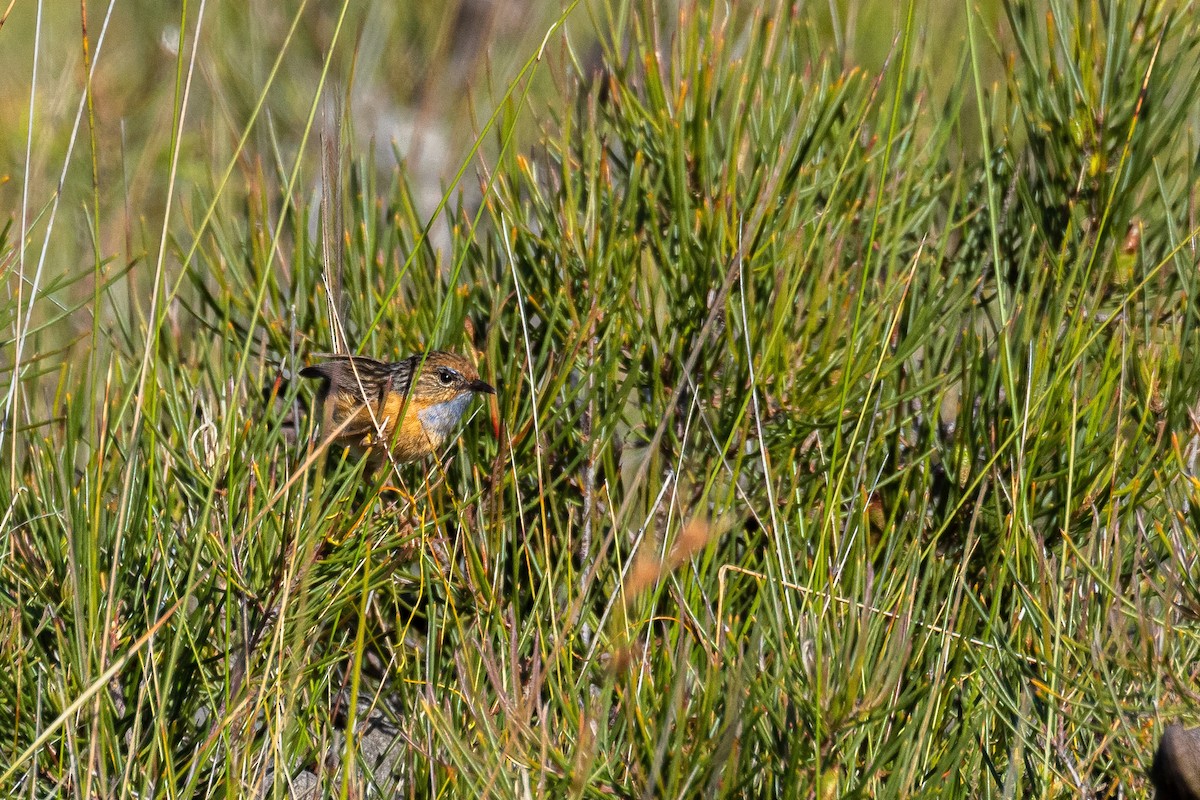 Southern Emuwren - ML534270781