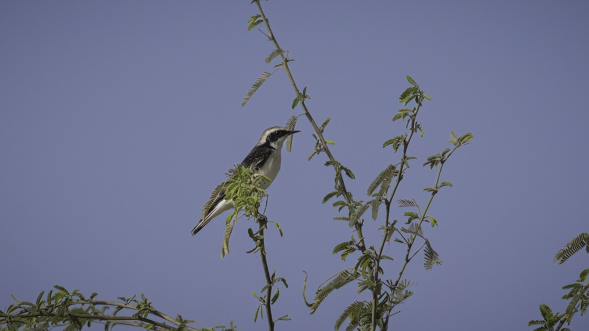 Pied Wheatear (vittata) - ML534271451