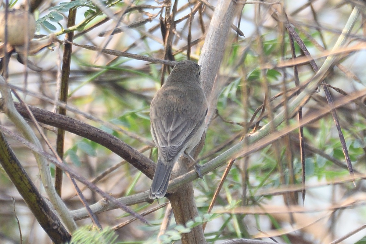 Booted Warbler - ML534271951