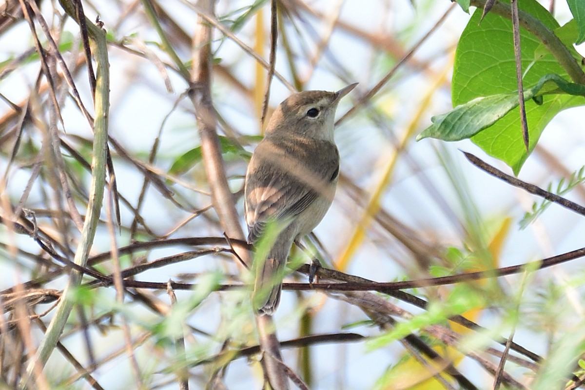 Booted Warbler - ML534271961